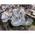 Coriolus versicolor extract tea bag;Turkey tail mushroom extract